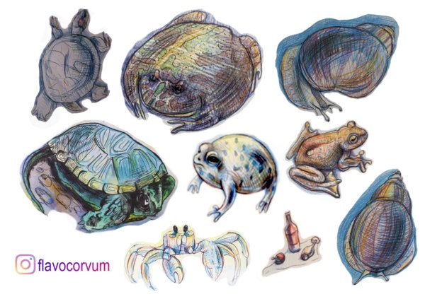 Хамелеон стикер