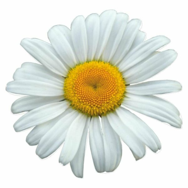 Наклейка ромашки