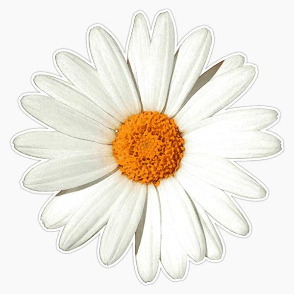 Наклейки цветочки ромашки