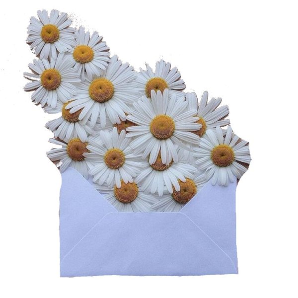 Наклейка ромашки