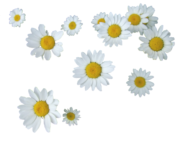 Daisy Romashka Стикеры