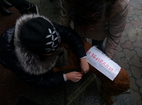 Мы против жестокого обращения с животными