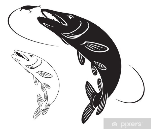 Пасть акулы на самолете