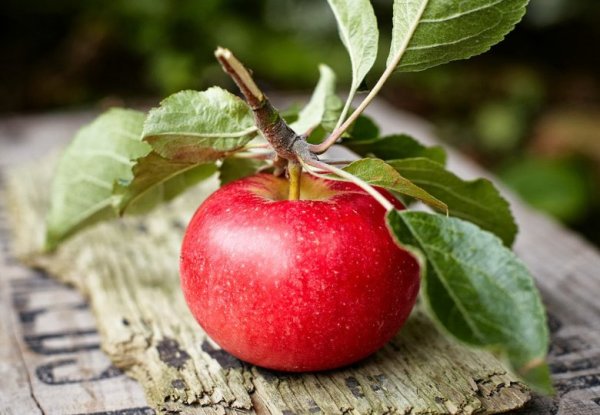 Одноращки ФИЛБАР яблоко