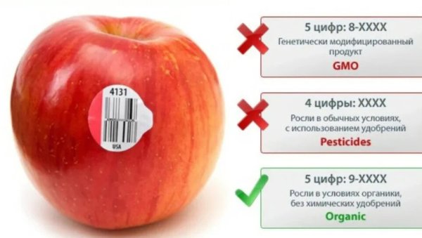 Яблоко в круге рисунок для детей