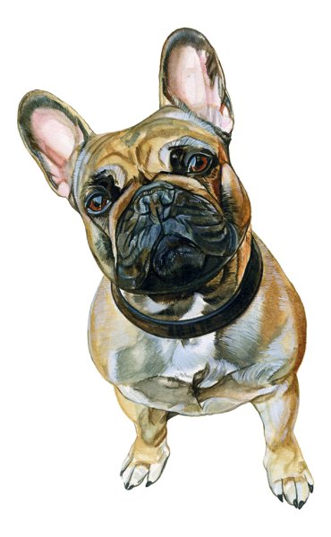 Собака французский бульдог