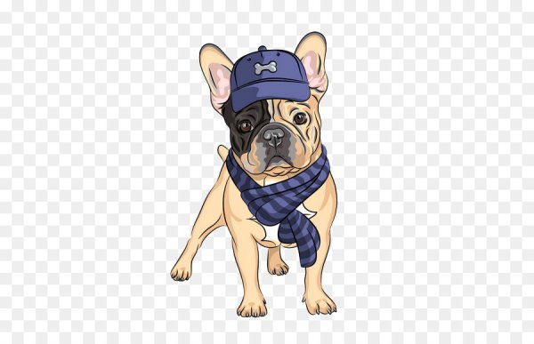 Французский бульдог