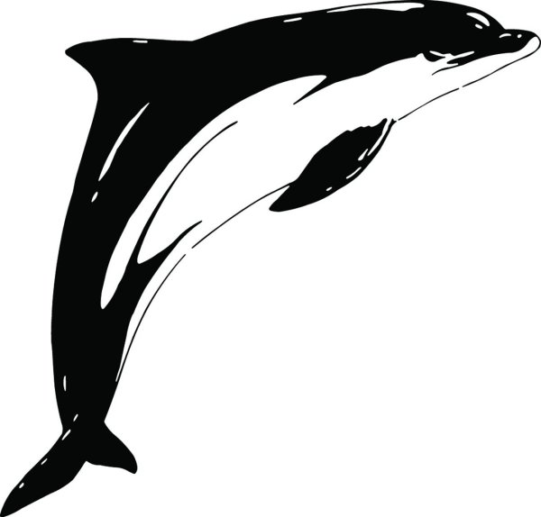 Дельфин черно белый