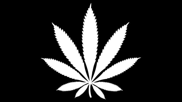 Конопля на черном фоне