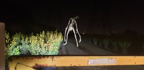 Светящиеся наклейки на окна