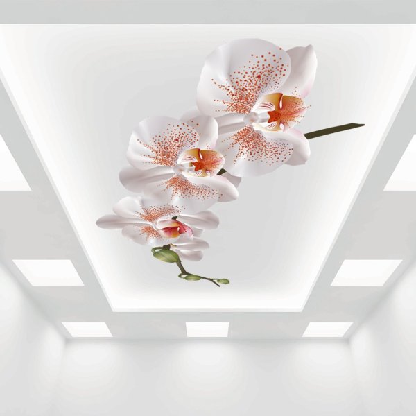 Фотопечать Орхидея на натяжных потолках