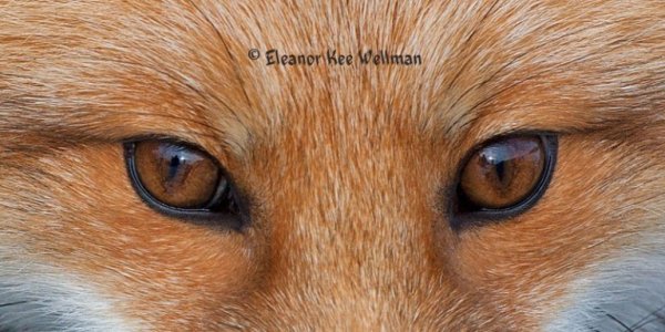 Наклейки с лисятами