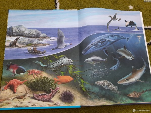Животные морей и океанов книга