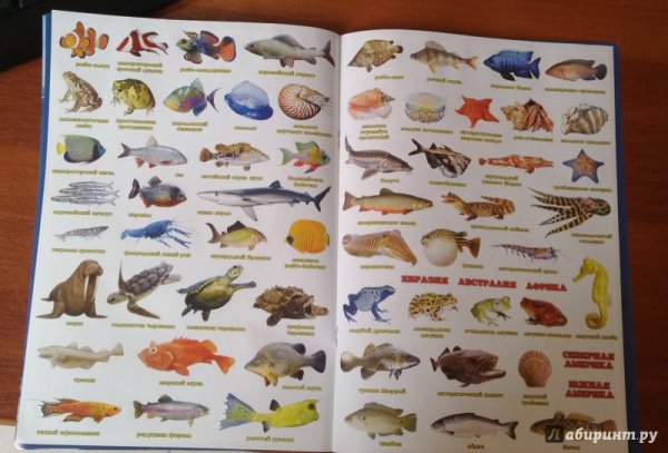 Обитатели океанов для детей