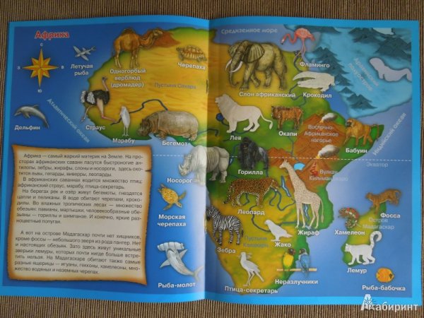 Обитатели рек и морей для подготовительной группы