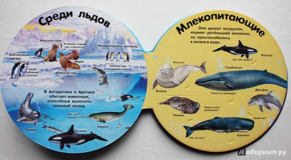 Книжка с наклейками животный мир Америки