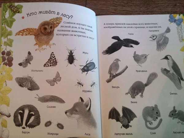 Морис Пледжер иллюстрации