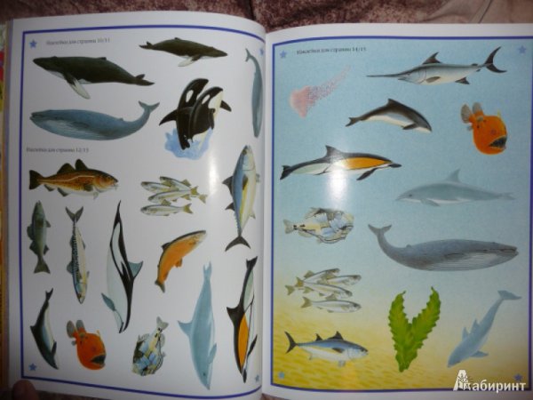 Книга выдра Оскар