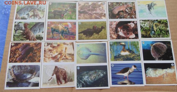 Наклейки мир животных Panini