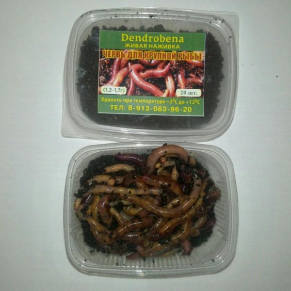 Червь для рыбалки Дендробена