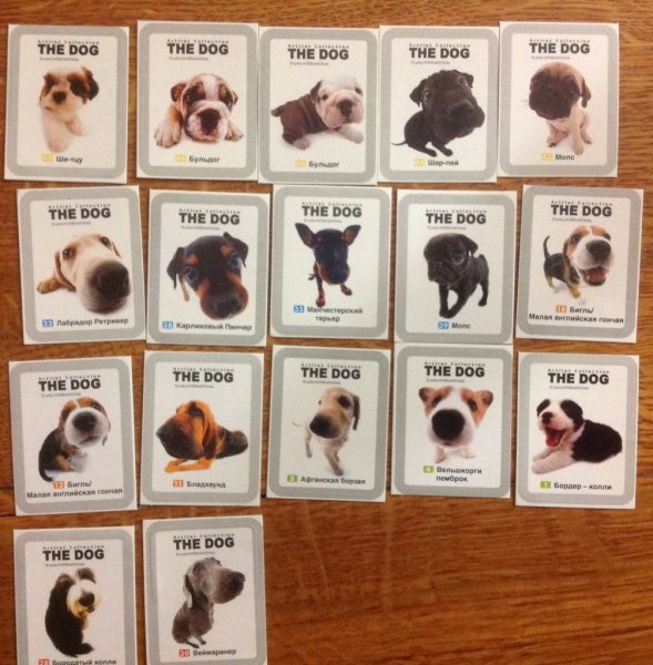 Собачки из ЧИТОСА