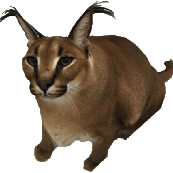 Каракал без фона