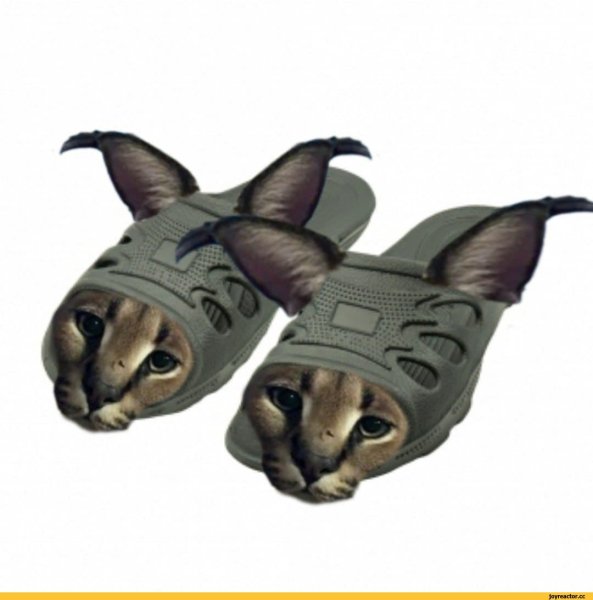 Флоппа Шлеппа