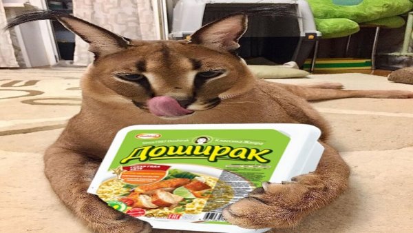 Шлёпа кот с пельменем