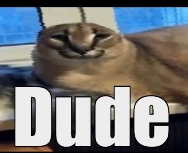 Кот Шлепа XD