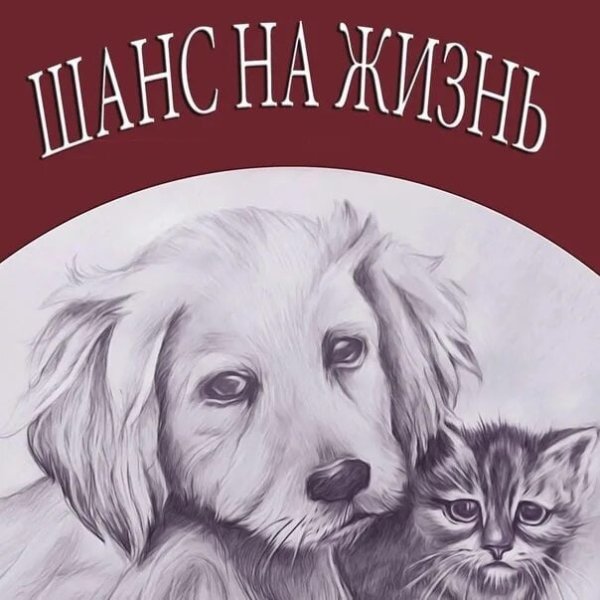 Рисунки бездомных животных