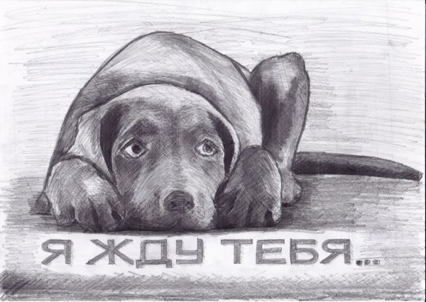 Рисунок на тему бездомные животные