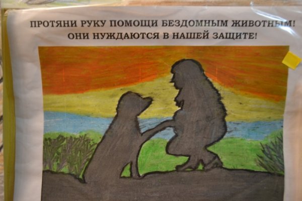 Плакаты в защиту бездомных животных