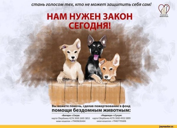 Социальная реклама о бездомных животных