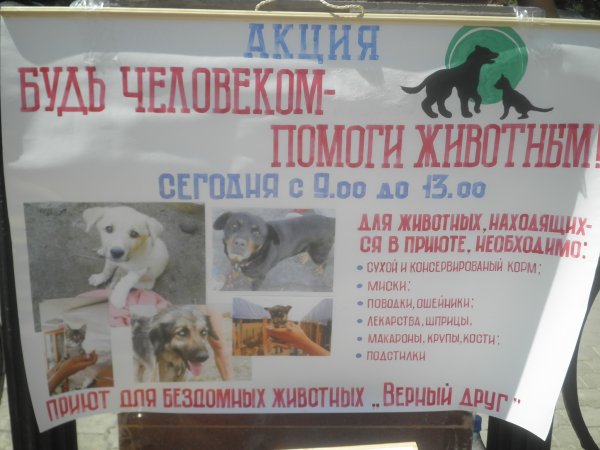 Плакат приют для собак