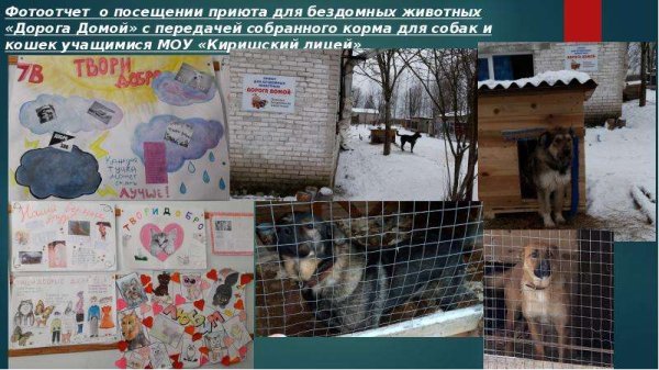 Плакат приют для бездомных животных