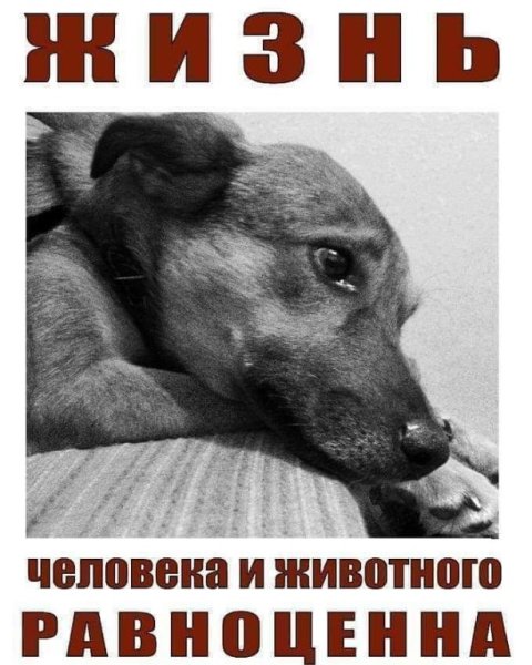 Листовки в защиту бездомных животных