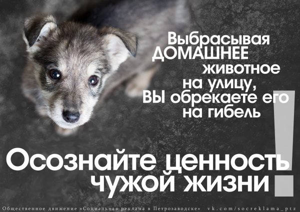 Социальная реклама о бездомных животных