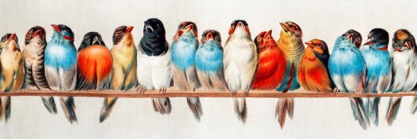 Птицы для детей