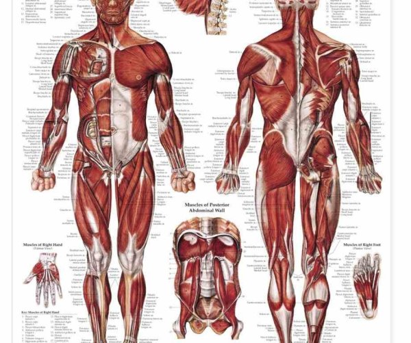 Мышечная система плакат