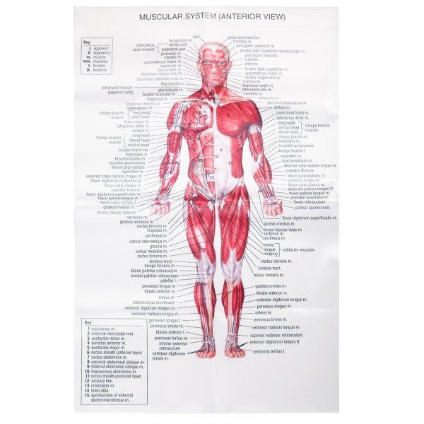 Мышечная система человека атлас схема