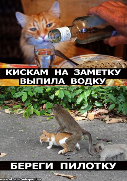 Выпила водку береги и пилотку