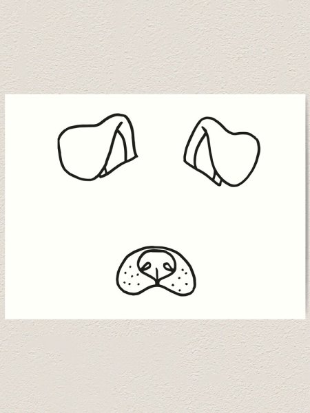 Подклеить уши чихуахуа