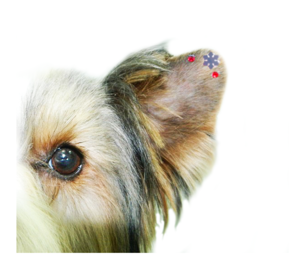 Серьги для собак на ушки