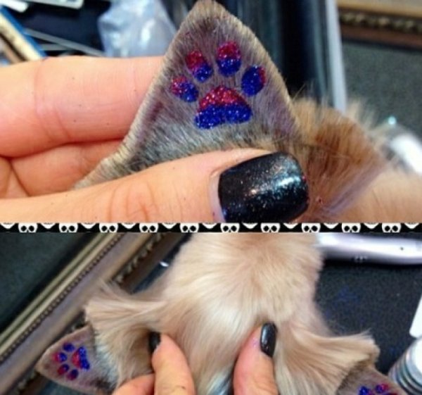 Фиксатор для ушей собак