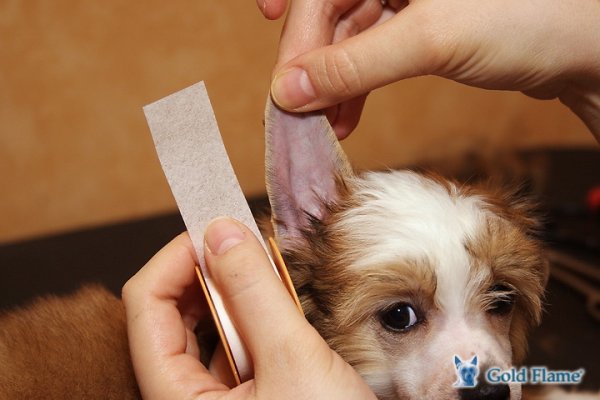 Фиксатор формирователь ушей