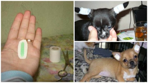 Стразы для Йорка