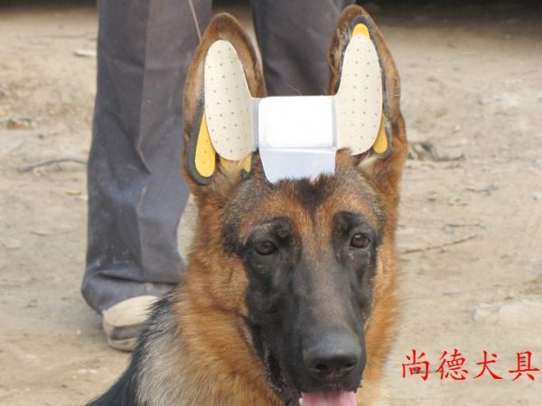 Доберман купировать уши корона