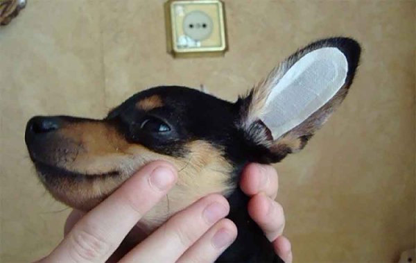 Лейкопластырь для ушей собак