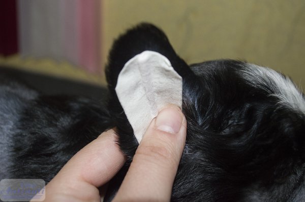 Подклеить уши чихуахуа