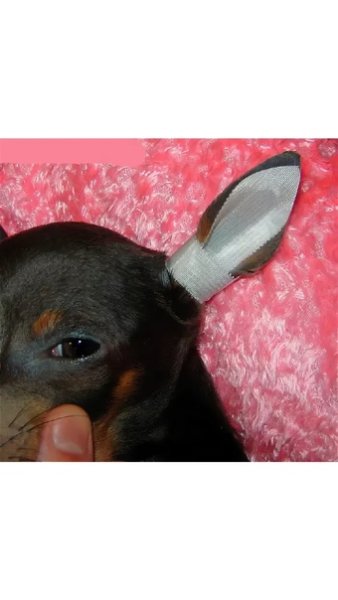 Пластырь для постановки ушей собак